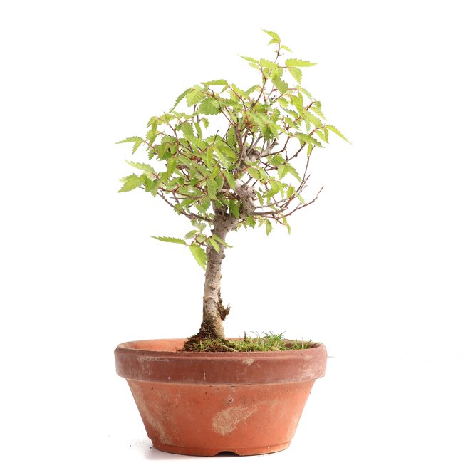 Zelkova serrata, 20 cm, ± 20 years old