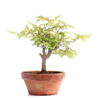 Zelkova serrata, 17,5 cm, ± 20 Jahre alt