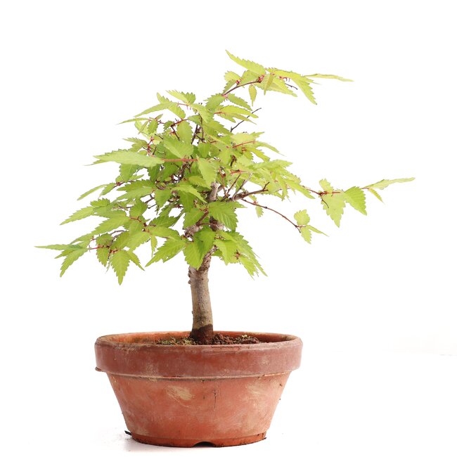 Zelkova serrata, 17,5 cm, ± 20 Jahre alt