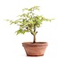 Zelkova serrata, 17,5 cm, ± 20 years old