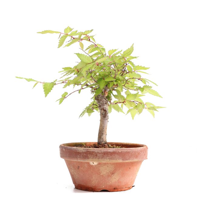 Zelkova serrata, 17,5 cm, ± 20 anni