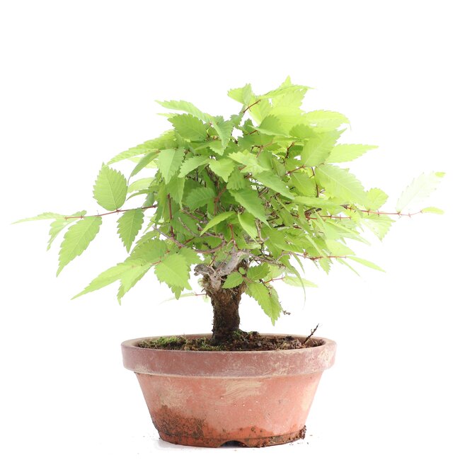 Zelkova serrata, 15 cm, ± 20 años