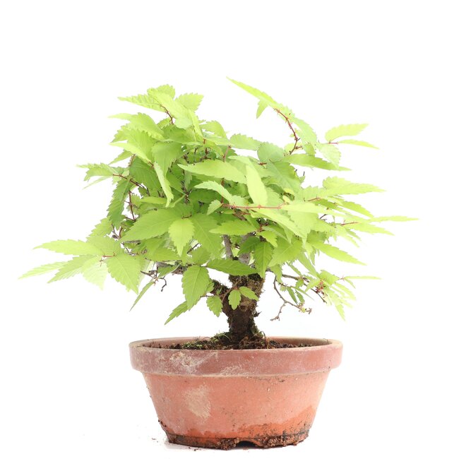 Zelkova serrata, 15 cm, ± 20 ans