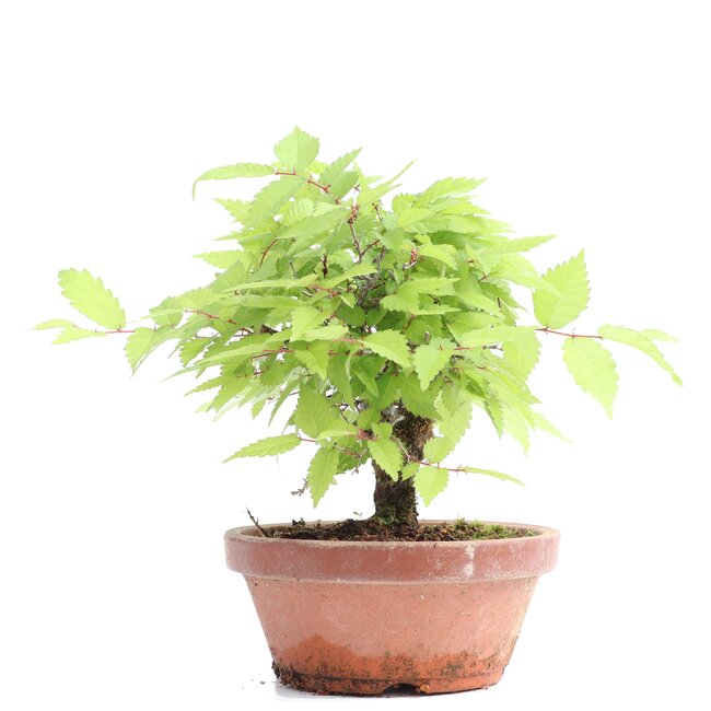 Zelkova serrata, 15 cm, ± 20 años