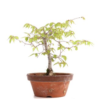 Zelkova serrata, 17,5 cm, ± 20 anni