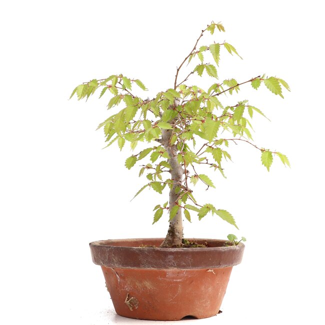 Zelkova serrata, 17,5 cm, ± 20 años