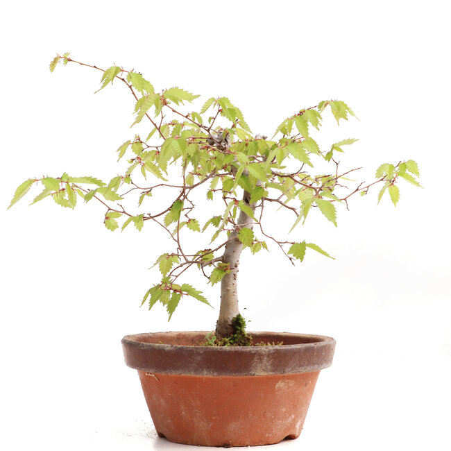 Zelkova serrata, 17,5 cm, ± 20 años