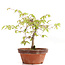 Zelkova serrata, 17,5 cm, ± 20 anni