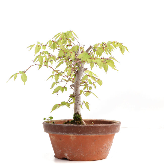 Zelkova serrata, 17,5 cm, ± 20 jaar oud