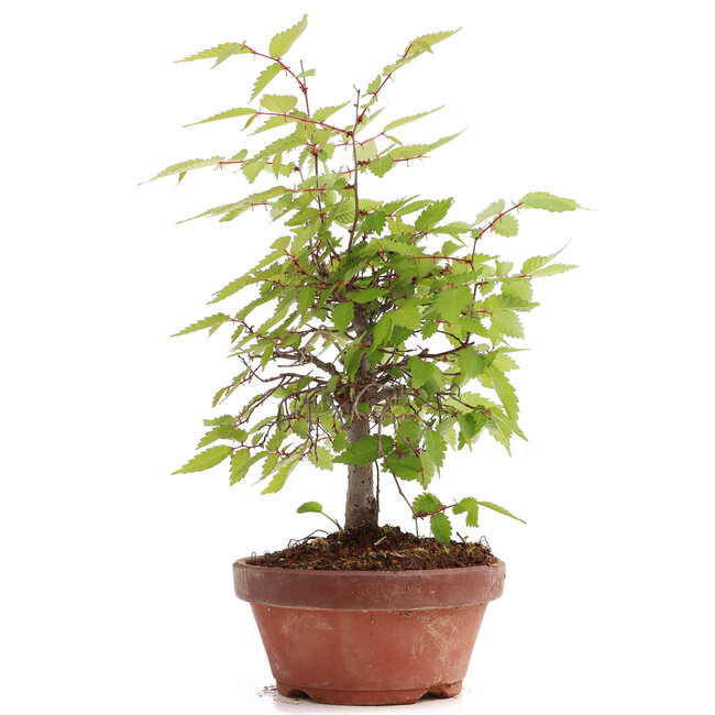 Zelkova serrata, 22 cm, ± 20 ans