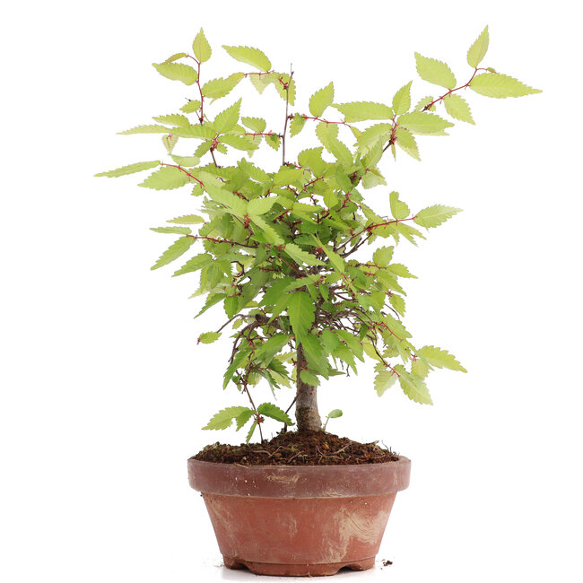 Zelkova serrata, 22 cm, ± 20 ans