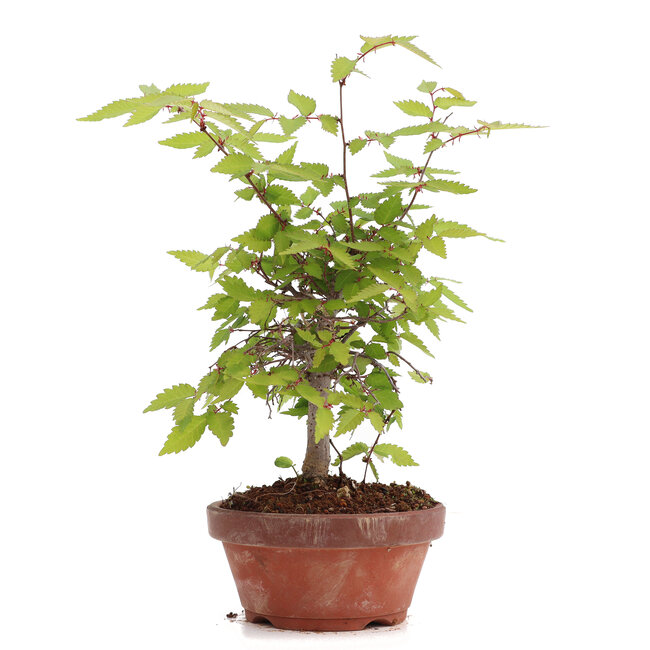 Zelkova serrata, 22 cm, ± 20 ans