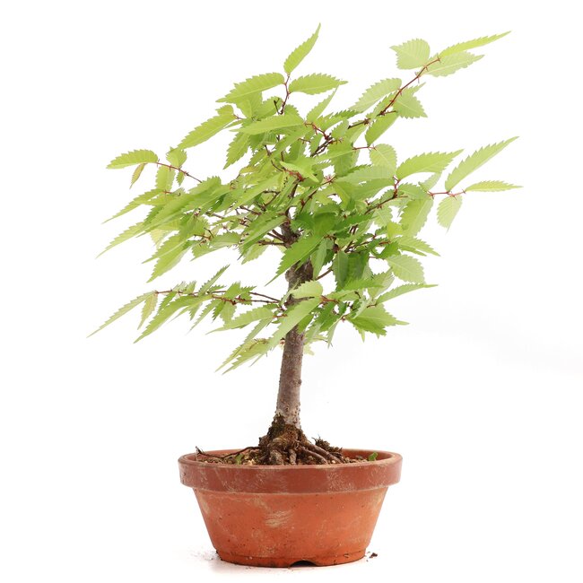 Zelkova serrata, 20,5 cm, ± 20 anni