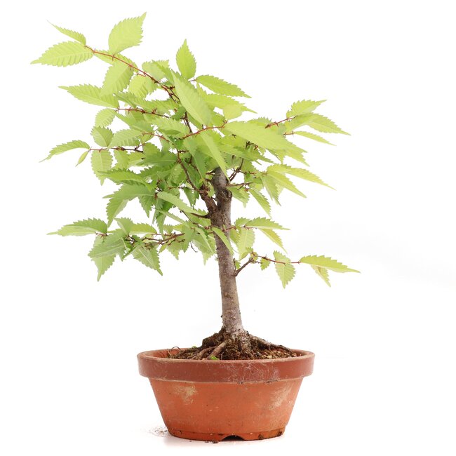 Zelkova serrata, 20,5 cm, ± 20 ans