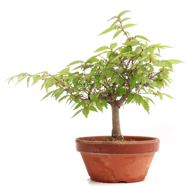 Zelkova serrata, 17,5 cm, ± 20 años