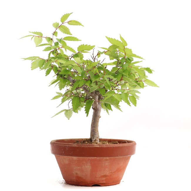 Zelkova serrata, 17,5 cm, ± 20 años