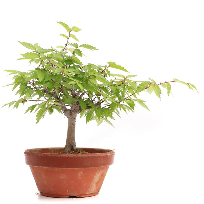 Zelkova serrata, 17,5 cm, ± 20 años