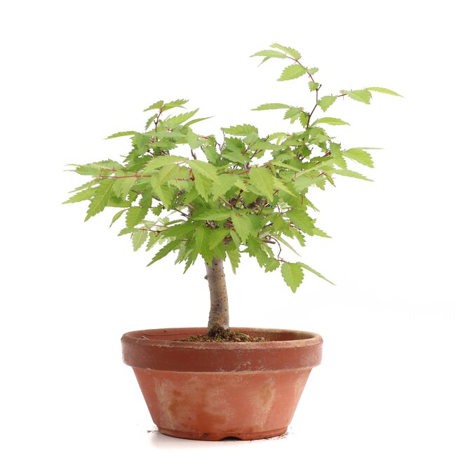 Zelkova serrata, 17,5 cm, ± 20 years old
