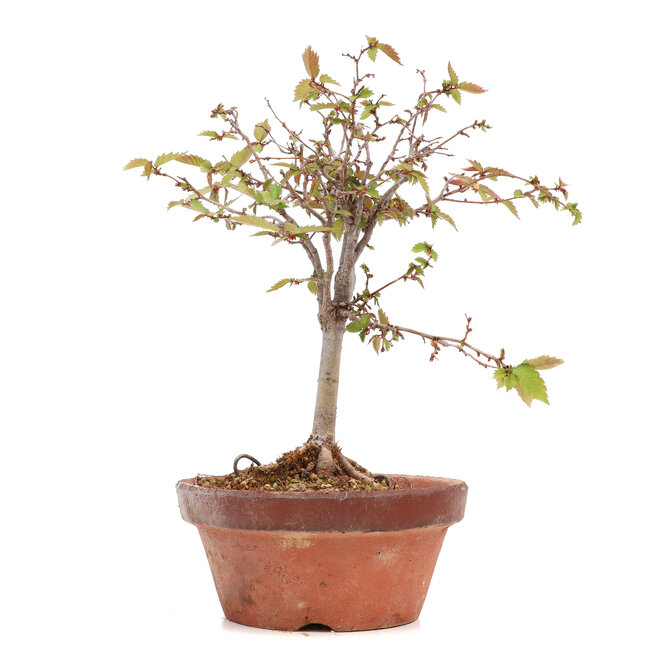 Zelkova serrata, 22 cm, ± 20 años