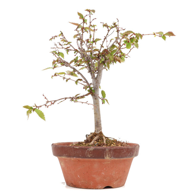 Zelkova serrata, 22 cm, ± 20 jaar oud