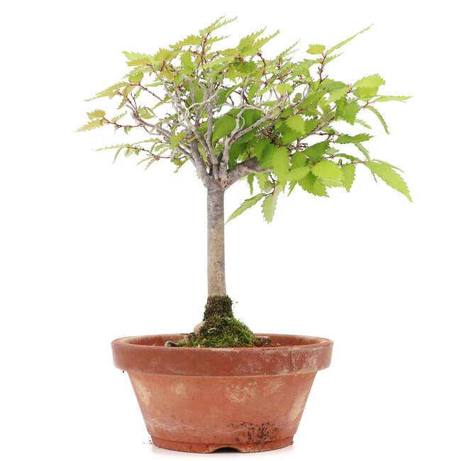 Zelkova serrata, 20,5 cm, ± 20 anni