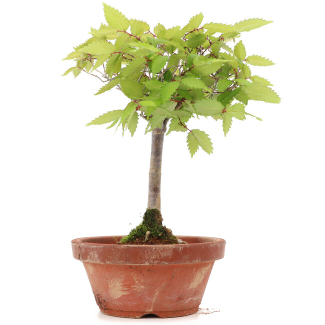 Zelkova serrata, 20,5 cm, ± 20 años