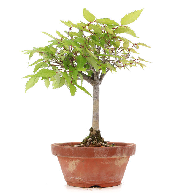 Zelkova serrata, 20,5 cm, ± 20 años