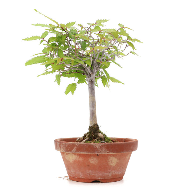 Zelkova serrata, 20,5 cm, ± 20 ans