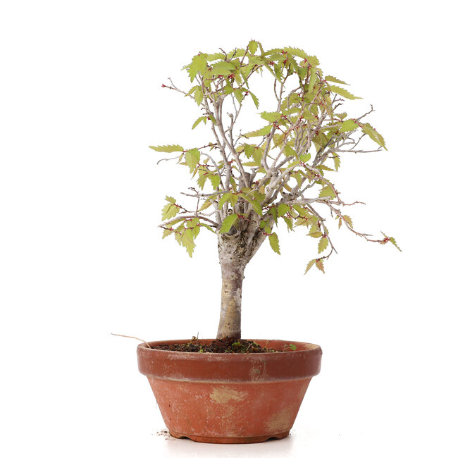 Zelkova serrata, 21 cm, ± 20 ans
