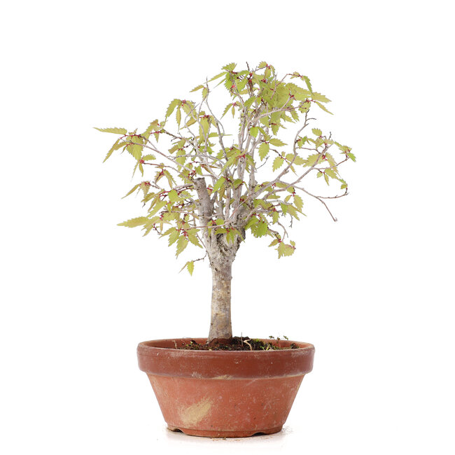 Zelkova serrata, 21 cm, ± 20 ans