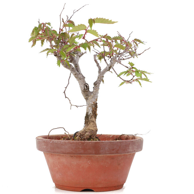 Zelkova serrata, 18 cm, ± 20 Jahre alt