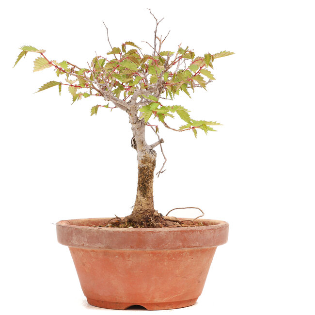 Zelkova serrata, 18 cm, ± 20 ans