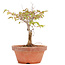 Zelkova serrata, 18 cm, ± 20 Jahre alt