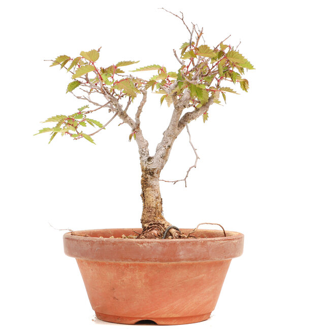 Zelkova serrata, 18 cm, ± 20 ans