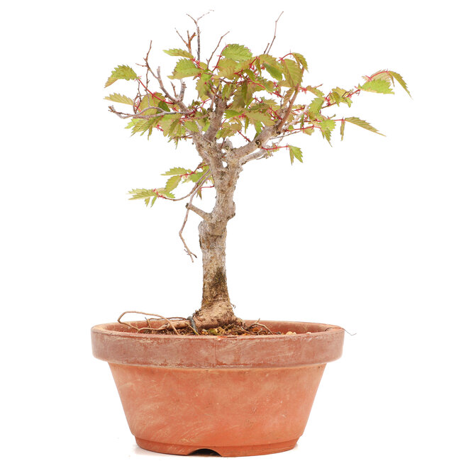 Zelkova serrata, 18 cm, ± 20 jaar oud