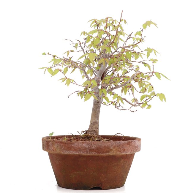 Zelkova serrata, 18 cm, ± 20 Jahre alt