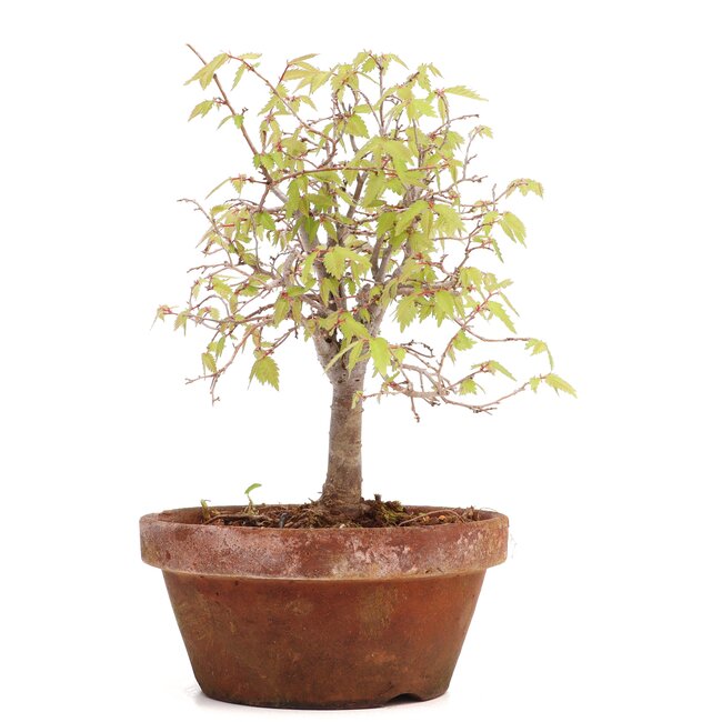 Zelkova serrata, 18 cm, ± 20 ans
