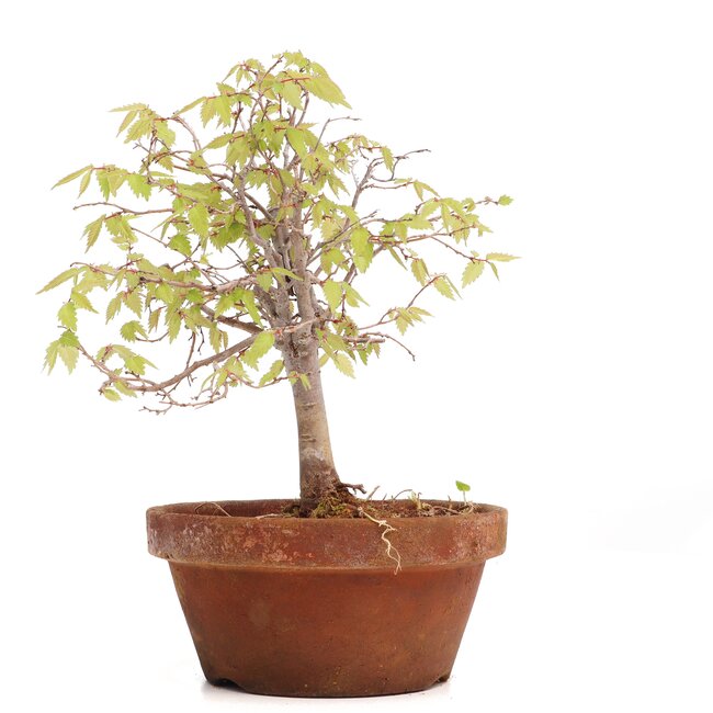 Zelkova serrata, 18 cm, ± 20 Jahre alt