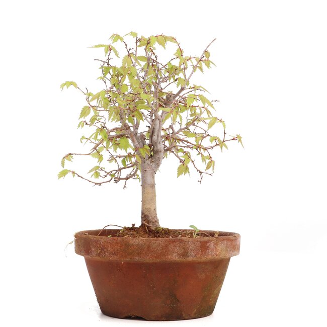 Zelkova serrata, 18 cm, ± 20 years old