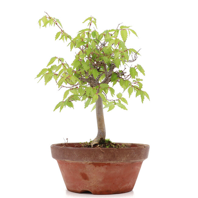 Zelkova serrata, 20 cm, ± 20 years old