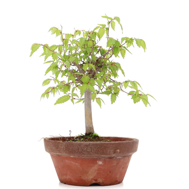 Zelkova serrata, 20 cm, ± 20 ans