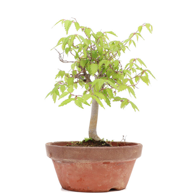 Zelkova serrata, 20 cm, ± 20 years old