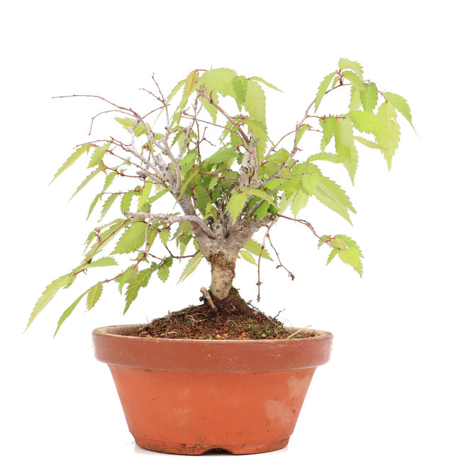 Zelkova serrata, 15,5 cm, ± 20 jaar oud