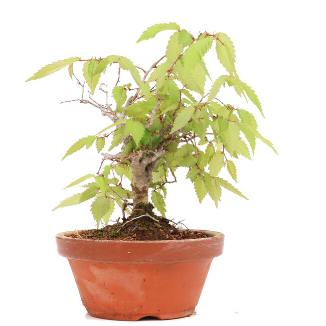 Zelkova serrata, 15,5 cm, ± 20 years old