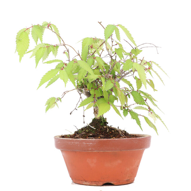 Zelkova serrata, 15,5 cm, ± 20 años