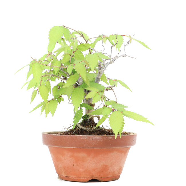 Zelkova serrata, 15,5 cm, ± 20 ans