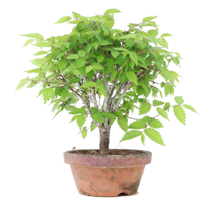 Zelkova serrata, 20,5 cm, ± 20 anni