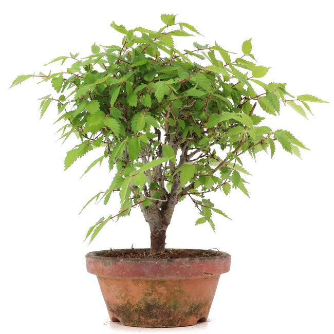 Zelkova serrata, 20,5 cm, ± 20 ans