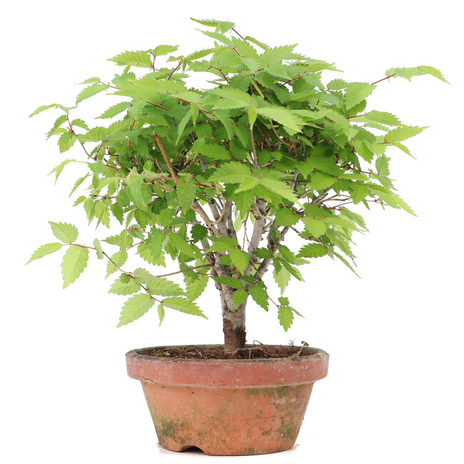 Zelkova serrata, 20,5 cm, ± 20 anni