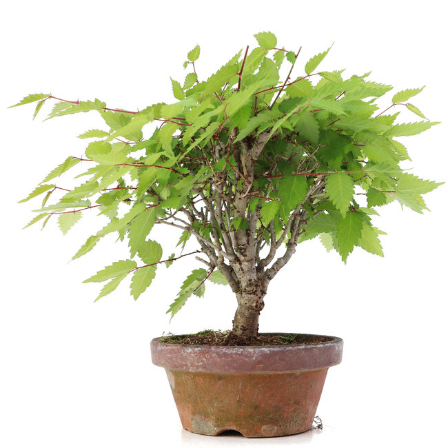 Zelkova serrata, 20 cm, ± 20 años